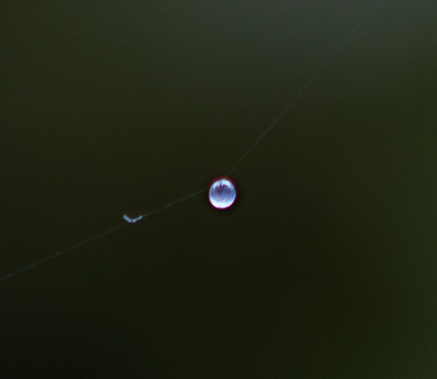 Drop of water in the spider thread © by Bernhard Häusler, Germany